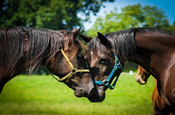 Mare Heads Together